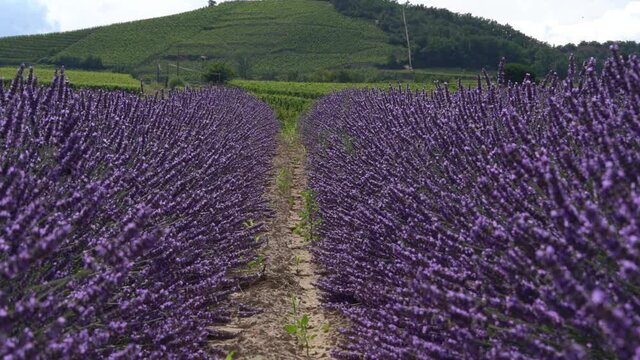 Soft Focus Static Shot in Between Two Rows Of Purple Lavender In Full Bloom At Provence