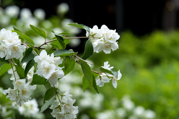 white cherry blossom