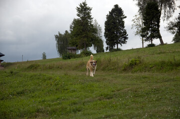 Duży pies bernardyn spacerujący na polnej drodze