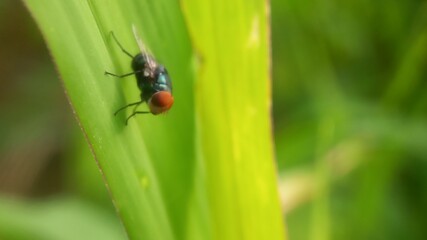 green fly on the leaf