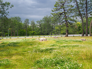 Fototapeta na wymiar 京都 新緑の季節の京都御苑 春の公園 あやしい天気