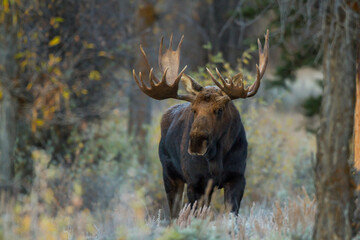 standing shiras moose in Wyoming - obrazy, fototapety, plakaty