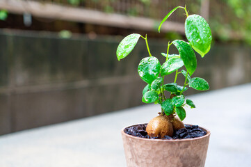 観葉植物のガジュマル