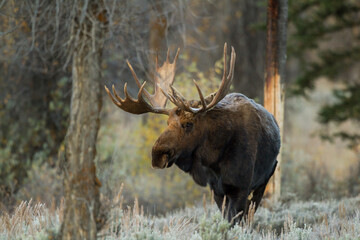 shiras moose standing in wyoming forest