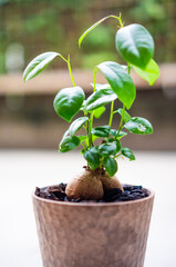 観葉植物のガジュマル