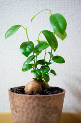 観葉植物のガジュマル