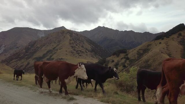 Walking Past Cattle being Herded on Mountainous Dirt Road. First Person POV