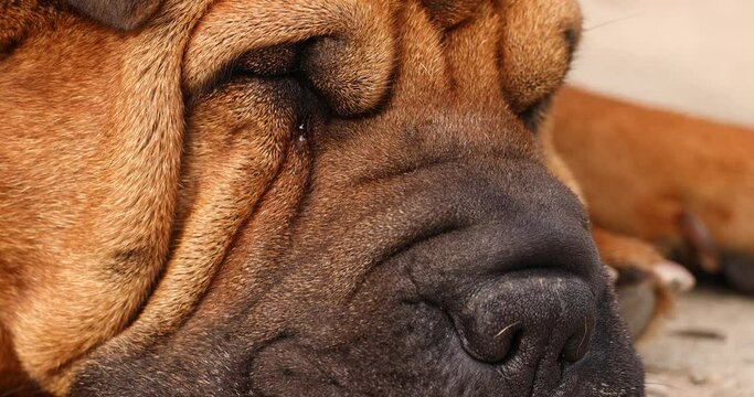Wrinkled Face Of Meat-mouth Shar Pei Calmly Sleeping On The Floor. - close up