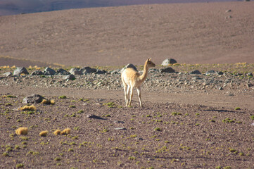 アタカマ砂漠を歩く野生のビクーニャ（チリ）

