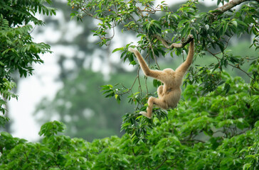 A mother gibbon jumps over a branch with her baby perched on her waist in the forest of Khao Yai...