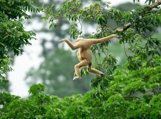 A mother gibbon jumps over a branch with her baby perched on her waist in the forest of Khao Yai...