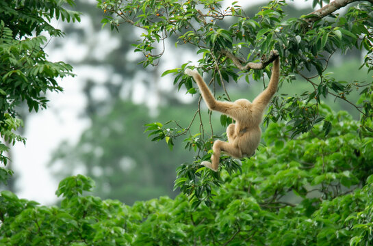 A mother gibbon jumps over a branch with her baby perched on her waist in the forest of Khao Yai National Park, Thailand. The wildlife in Thailand national park 