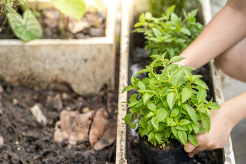 woman hands holding vegetable roots and ready for planting in pot.