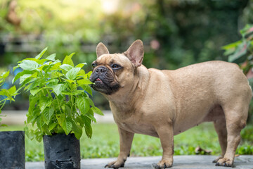 Fototapeta premium French bulldog enjoy eating vegetable plant at garden when they feeling ill.
