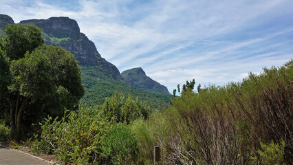 Lush tropical vegetation grows along the side of the walking path in the park. A picturesque mountain ridge against a blue sky with cirrus clouds. Cape Town. South Africa