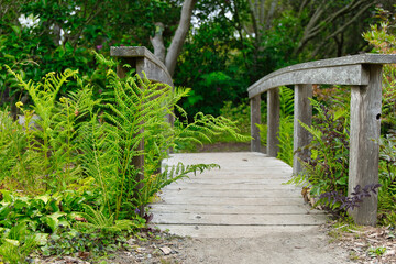 Fototapeta premium Fern next to walking bridge 