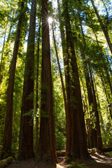 Sun shinning through a cluster of old growth redwood trees