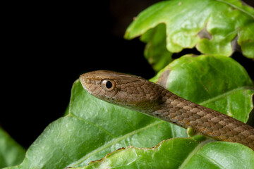 Snakes of Taiwan Greater Green Snake and Mock Viper