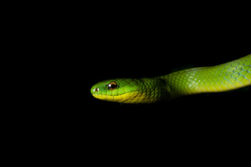 Obraz premium Snakes of Taiwan Greater Green Snake and Mock Viper