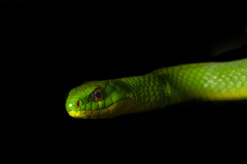 Snakes of Taiwan Greater Green Snake and Mock Viper