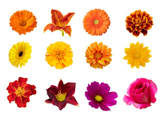 Collection of isolated flowers on a white background. Daylily gerbera rose marigolds cosmos