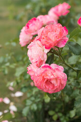 Bush of pink roses in the garden on a summer day
