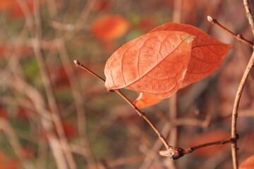 natureza