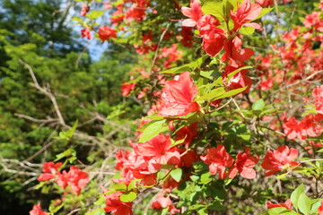 赤いツツジ
