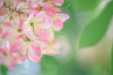 Pink flower on blurred background.
