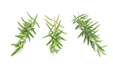 Rosemary sprig flowering isolated on white background. Aromatic evergreen shrub