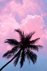 Silhouette of a large palm tree with branches against a background of pink clouds and blue sky