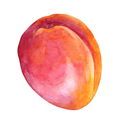 Obraz premium Watercolor apricot. Red, yellow, orange hand-drawn fruit isolated on white background. Sweet dessert summer food. Creative clipart element for menu, sticker, wallpaper, wrapping, invite, textile
