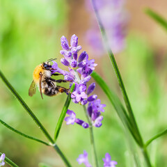 Working bee on lavender flower in summer garden. Gardening and summer vacation concept