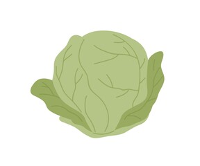 Fresh whole cabbage with green leaves. Head of raw leafy kale. Icon of natural organic vegetable. Flat vector illustration of veggie ingredient isolated on white background