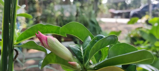 Close up photo of Adenium buds and blurred background