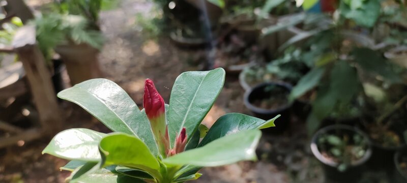 Close up photo of Adenium buds and blurred background
