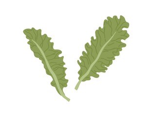 Fresh green leaves of lettuce. Raw salad leaf. Natural organic veggie. Healthy leafy vegetable. Flat vector illustration isolated on white background