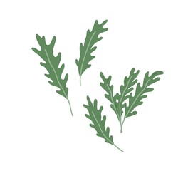 Arugula leaves composition. Green leaf of rucola. Fresh garden rocket. Natural organic food. Eruca seasoning. Flat vector illustration of healthy herb isolated on white background