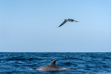 Naklejka premium Atlantic yellow-nosed albatross (Thalassarche chlororhynchos) and long-beaked common dolphin (Delphinus capensis) during Sardine run in South Africa.