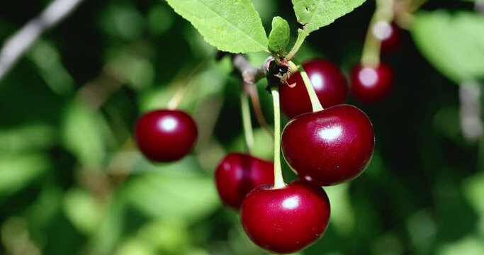 A bunch of bright red ripe cherries hanging on a branch of a cherry tree