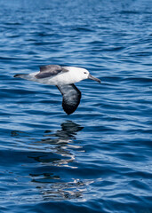 Atlantic yellow-nosed albatross (Thalassarche chlororhynchos) during Sardine run in South Africa.
