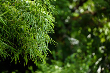 Bamboo Trees In Forest With Blurred Background.