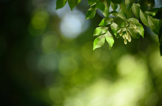 Green leaf for nature on blurred background.