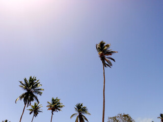 Obraz premium coconut palm trees on the caribbean coast