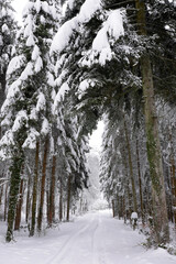 chemin de forêt  enneigé - Suisse en hiver