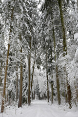 chemin enneigé en hiver - Suisse