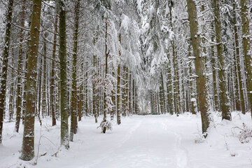 Fototapeta premium randonnée hivernale dans une forêt enneigée - Suisse