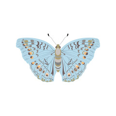 A butterfly from the order of insects with multicolored spots on a white background.