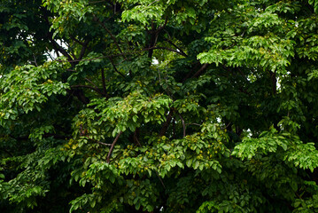 Background of the big tree