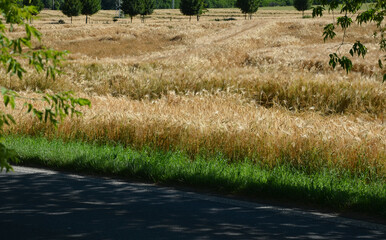 oats, barley is ripe and yellow, strong storms caused the stalks to lie on the ground. the...